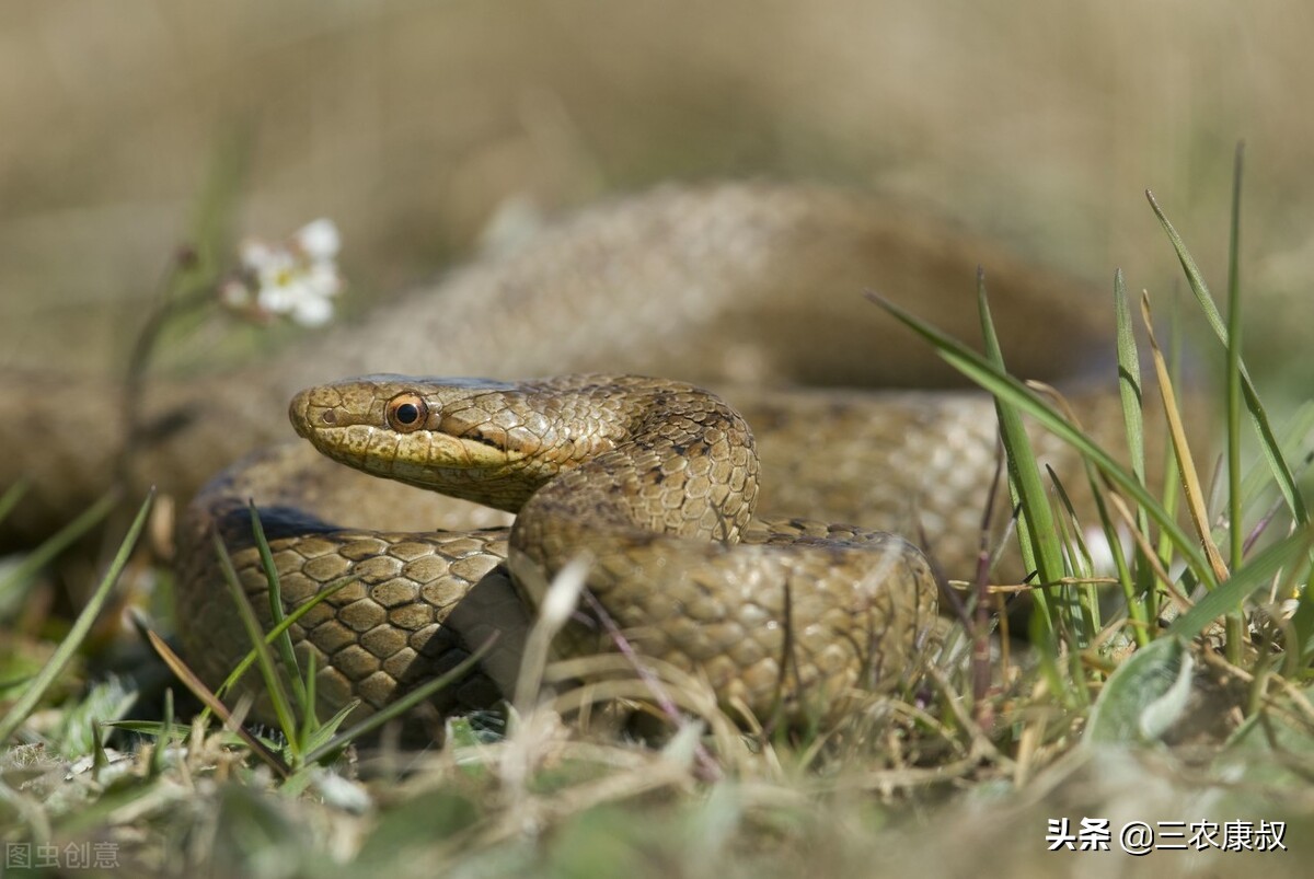 农村老家经常有蛇进来是怎么回事,农村家中频繁出现蛇