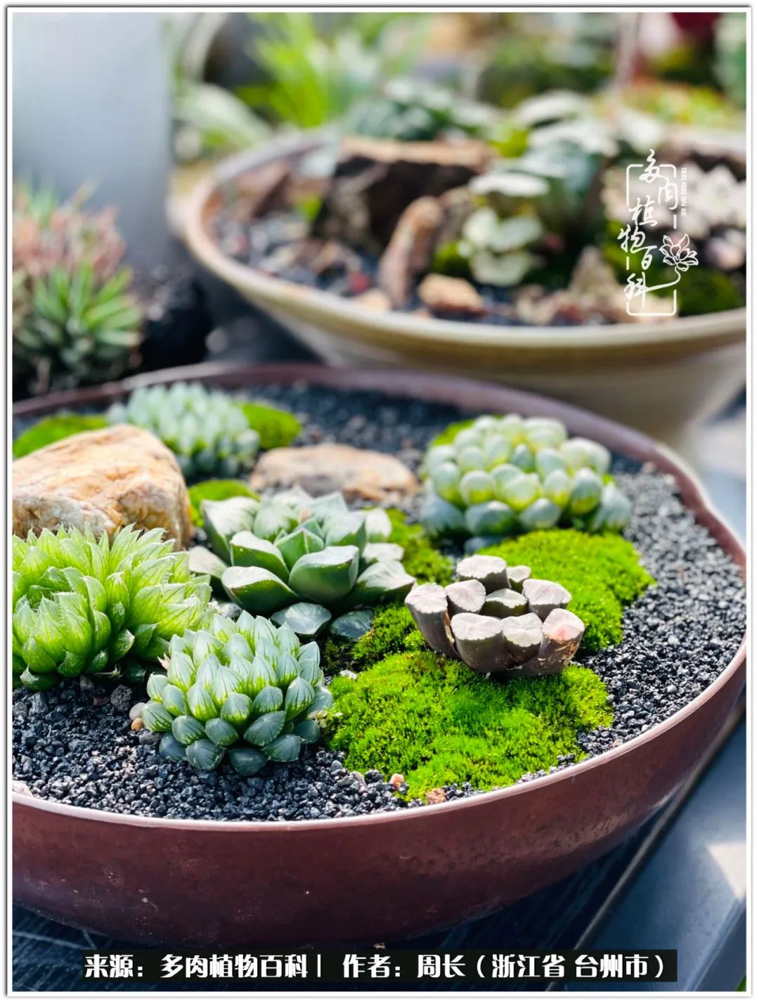 多肉拼盘新手入门,多肉拼盘说说