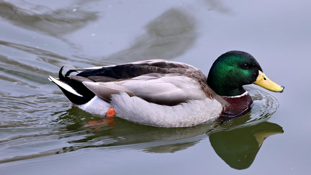 走进动物园首先看到什么,走进动物园亲近大自然