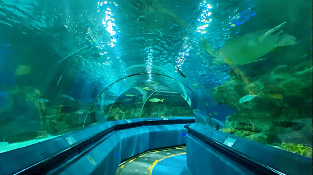 北京海洋馆和富国海底世界哪个好,北京海底世界和海洋馆有什么区别