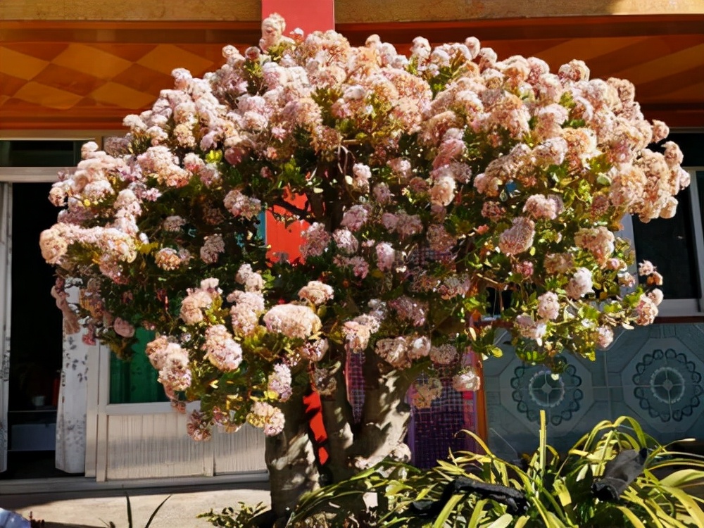 十大养不死的大型花,十大室外最好养活的花高大