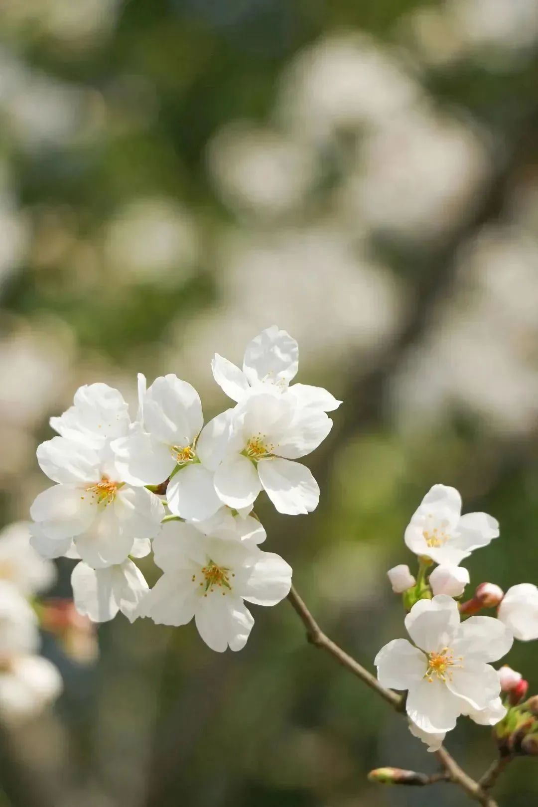 雨樱也浪漫！浙工大美美美！
