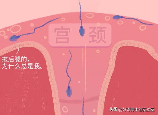 精子进入人体1小时变化,精子进入人体24小时变化