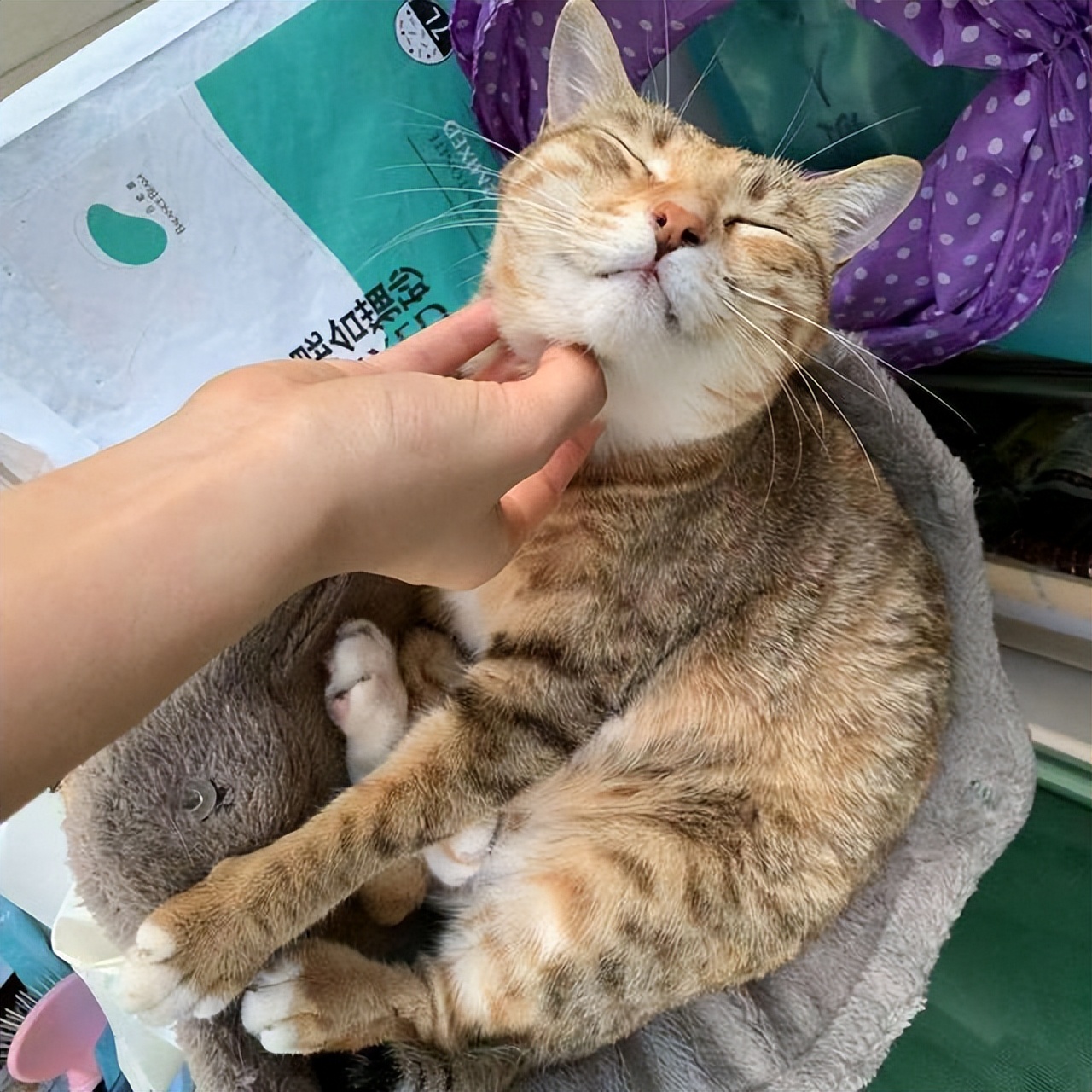 猫咪最想被抚摸的部位,猫咪最爱被摸的五个部位是什么