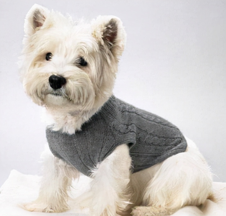 狗狗乱咬东西怎么纠正视频,比熊狗狗老是乱咬东西怎么办