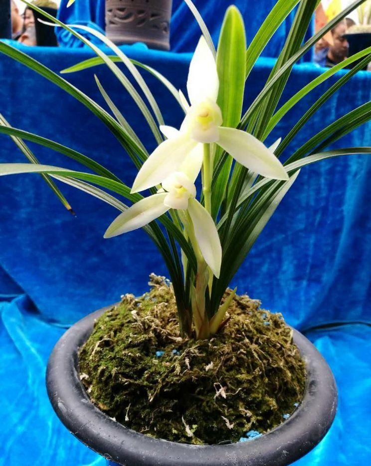 春兰名品雪影欣赏,春兰雪影和白雪公主哪个好