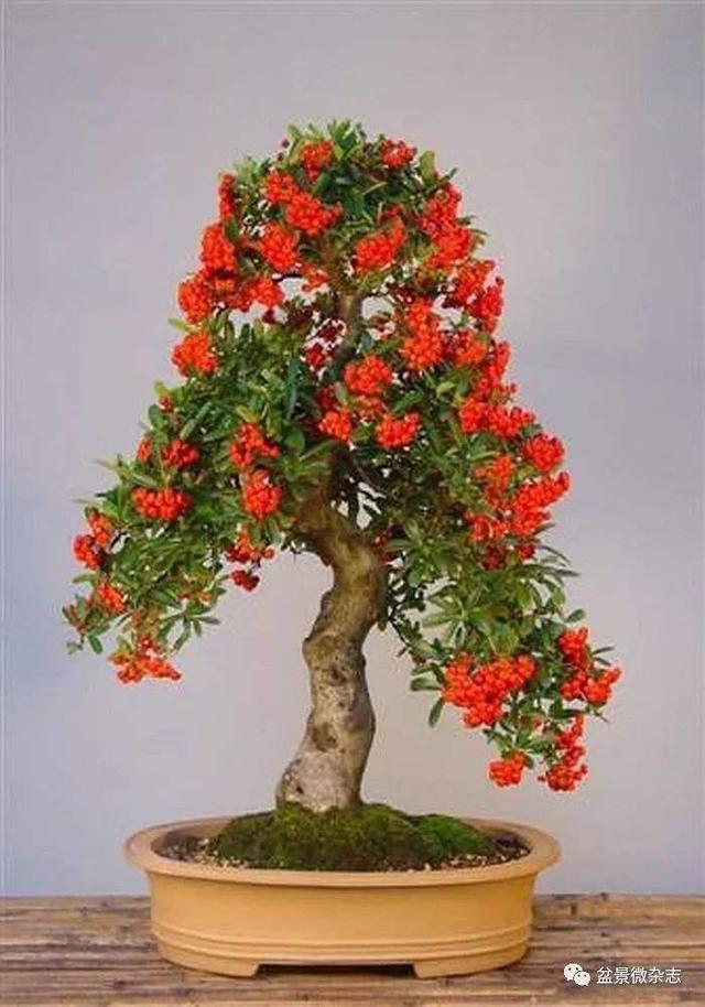 火棘红艳艳,小丑火棘盆景养殖方法和注意事项