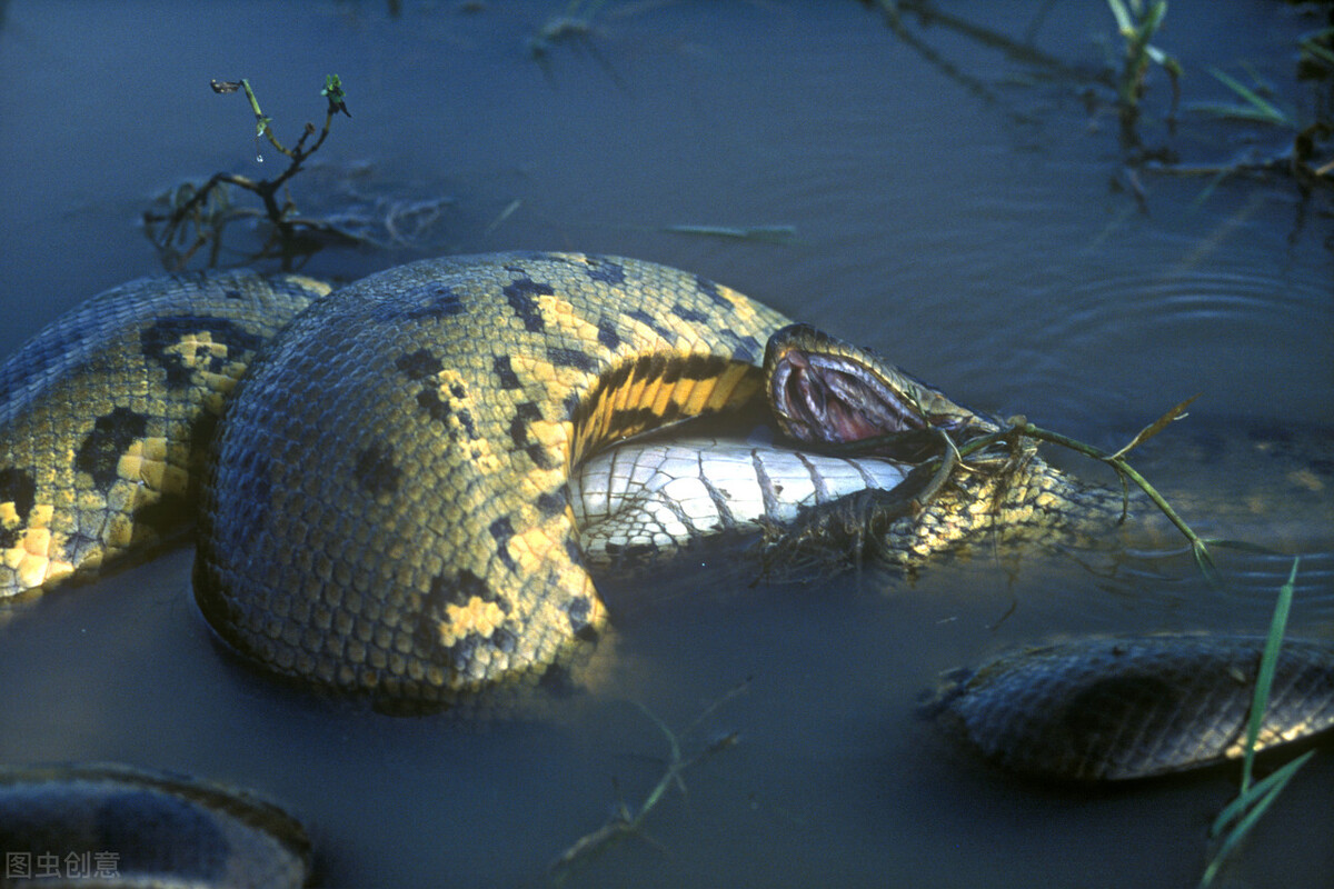 地球有史以来最大的蟒蛇,地球史上最大的蛇类
