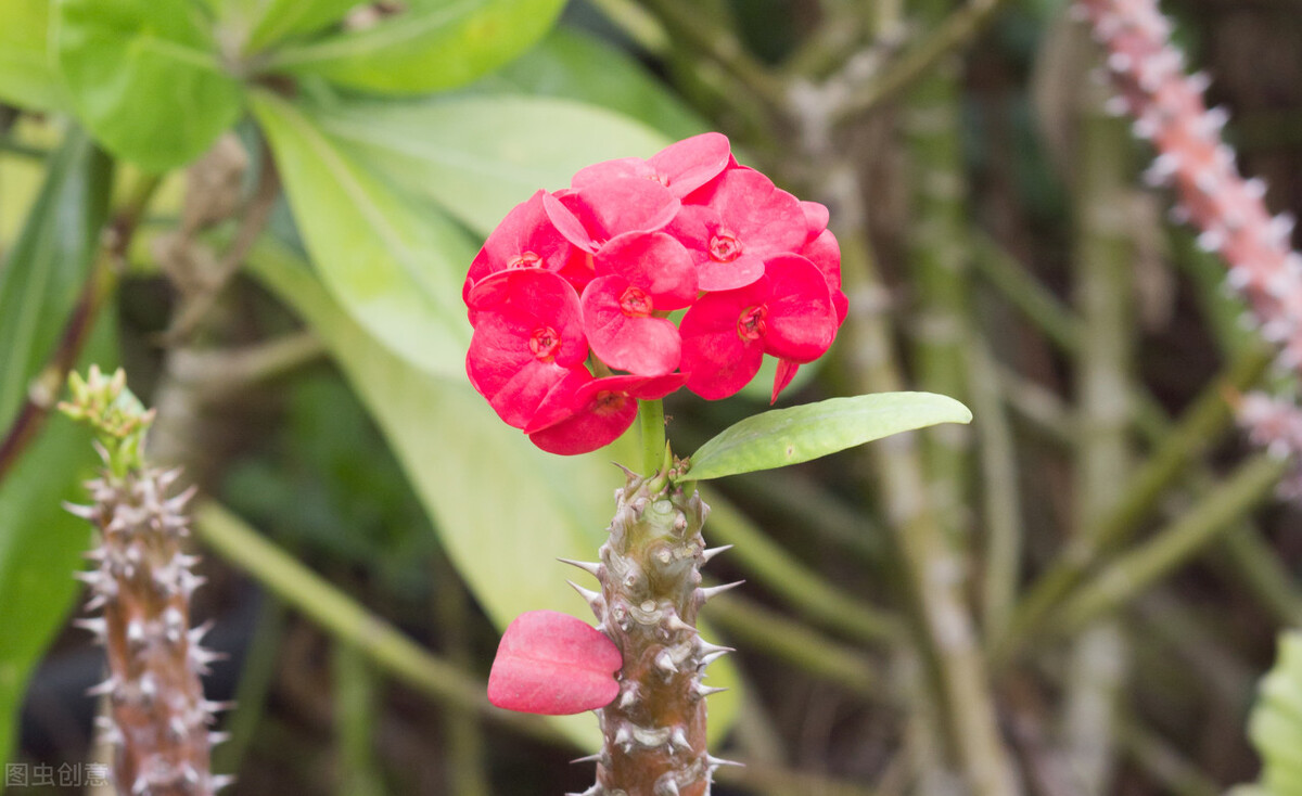 属虎的养什么花好呢,属虎养什么花最好养