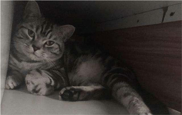 猫总喜欢钻衣柜怎么办,猫钻床底下怎么让它出来