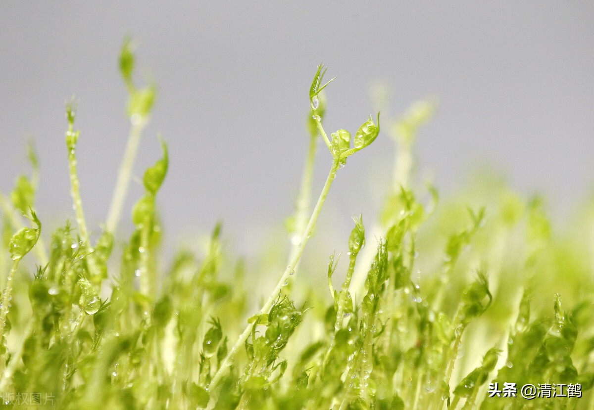 作物种植重茬怎么办,农田重茬怎样防治