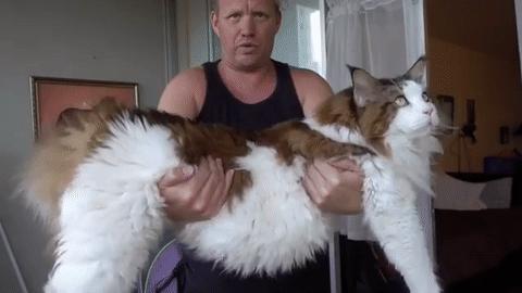 这几种猫最费钱有钱人才养得起,这几种烧钱的猫已被淘汰难养得起