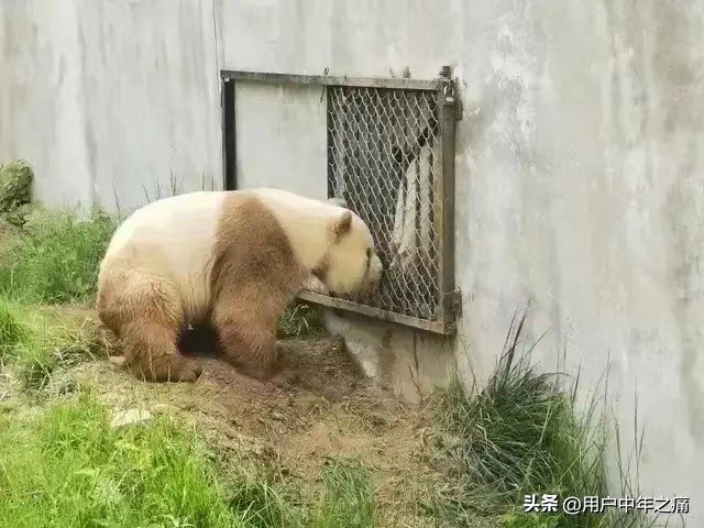 七仔是秦岭熊猫还是四川熊猫,七仔在熊猫界的地位