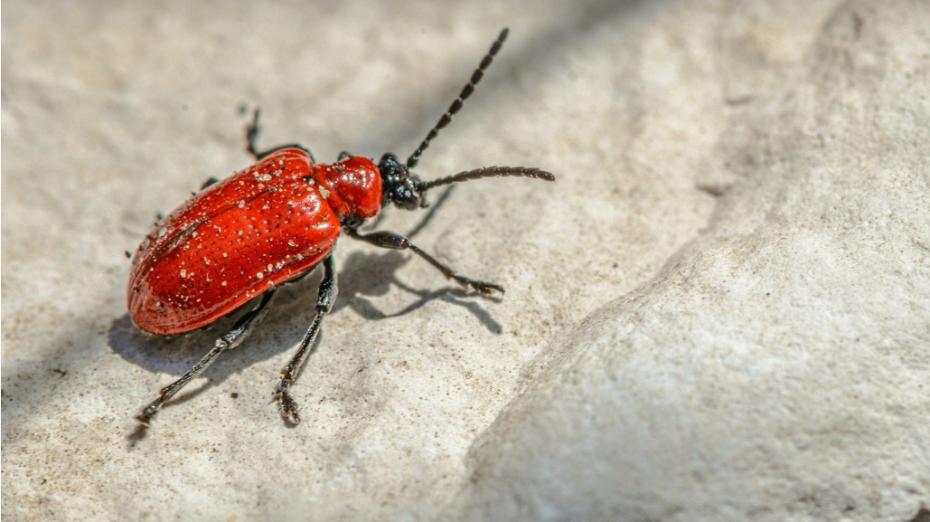 扦插月季添加微生物菌剂有好处吗,加入生根粉和多菌灵的土能种菜吗