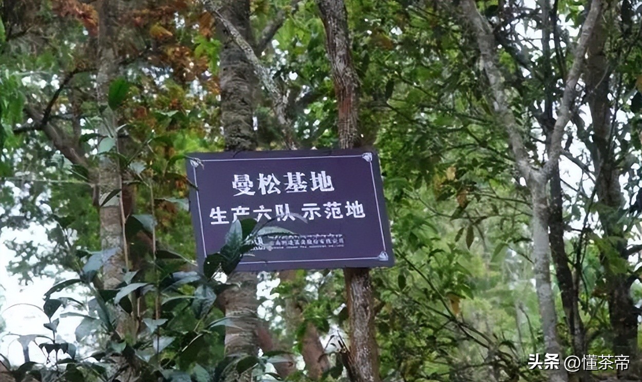 云南古树茶年龄最大的茶树,云南十大古树茶排名