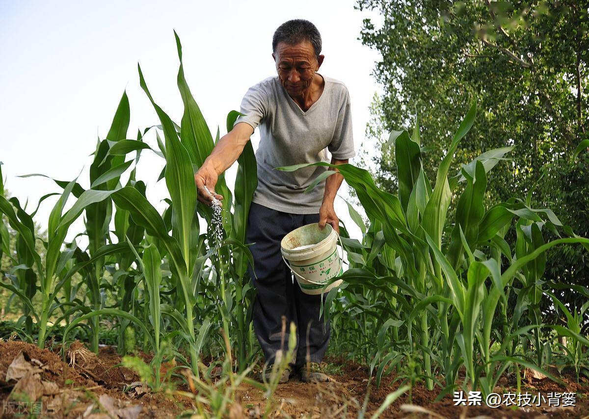植物根损坏了还能生长吗,植物根伤了怎么治