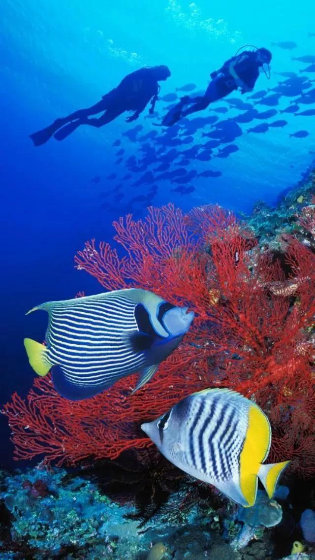 海底世界高清大图壁纸,手机动态海底世界鱼壁纸