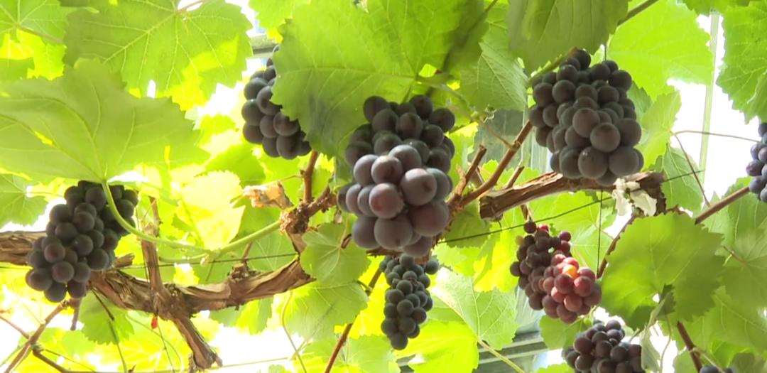 鹿泉丰收,致富路上瓜果飘香花盛开