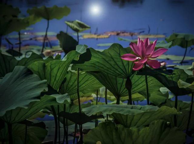 描写夏日清凉的诗句,十首写夏天纳凉的古诗