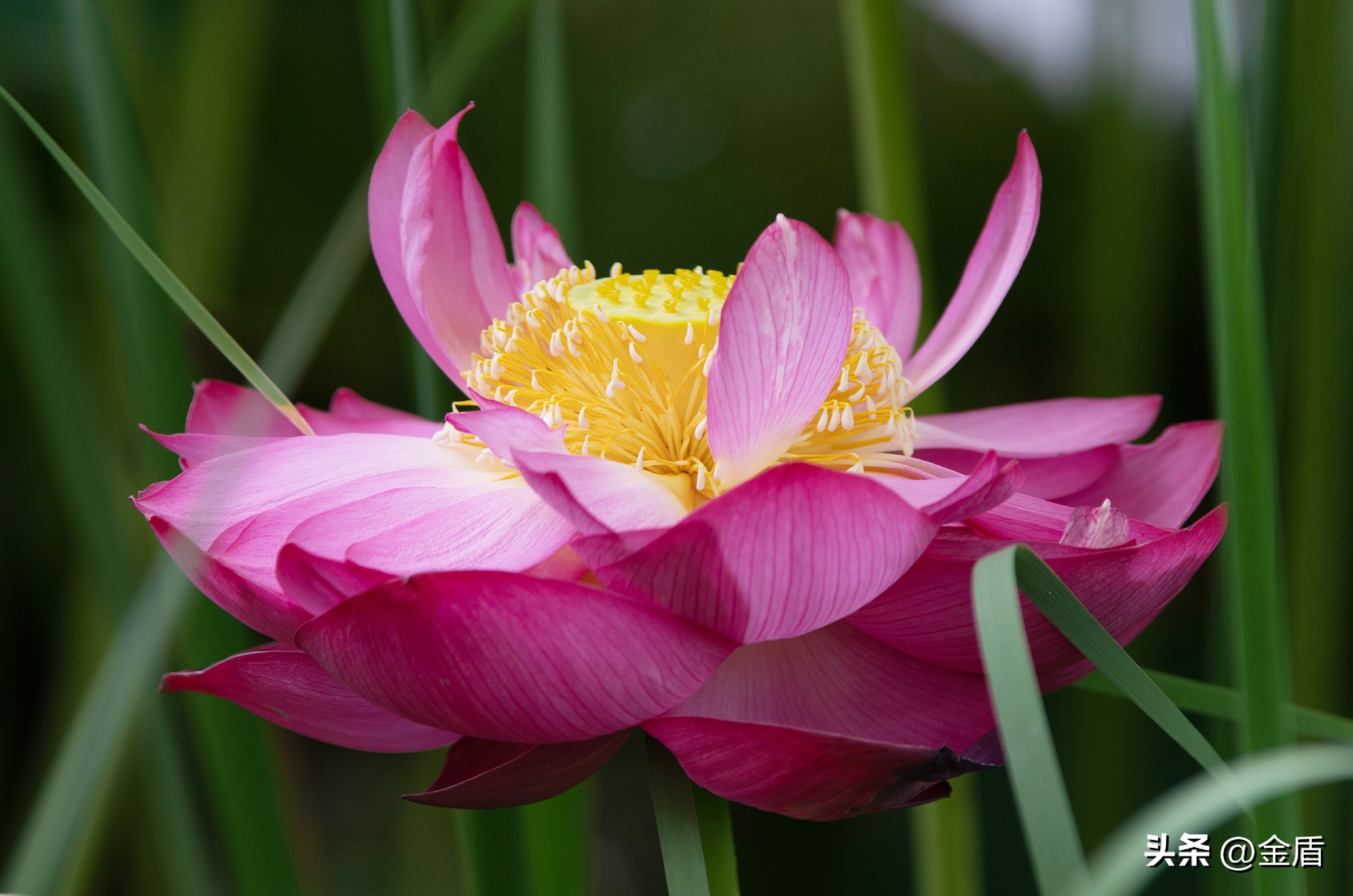 荷花的品格精神有哪些,荷花内在精神品质