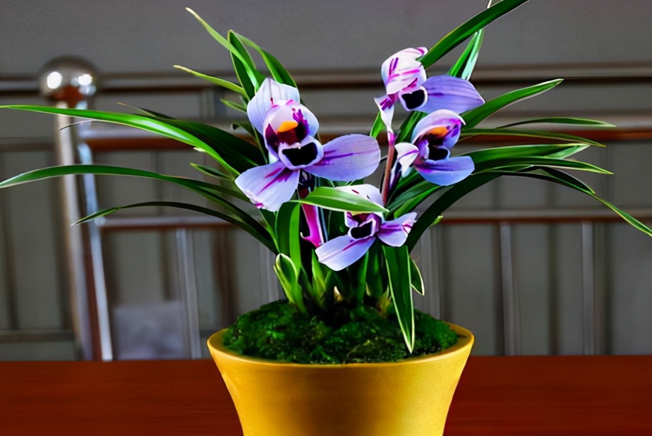 建兰花开富贵品种简介,建兰大红色兰花图片