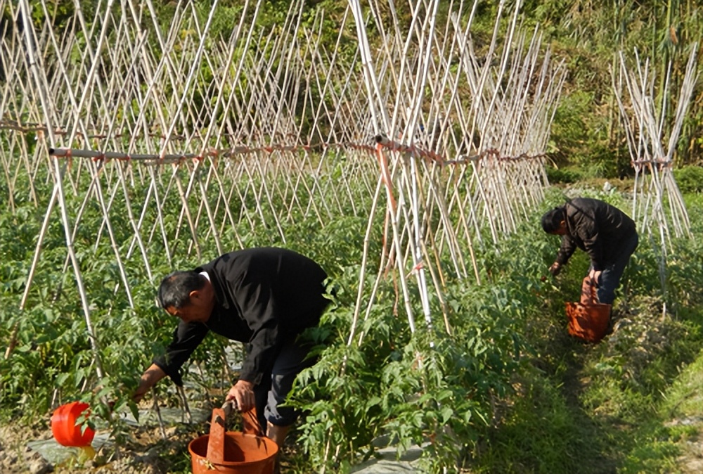 种豆角学会这几招豆角高产很容易,种豆角的技巧用什么肥