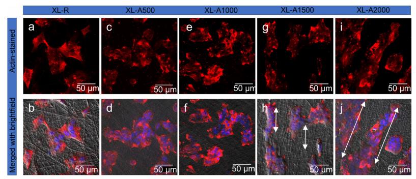 「科研快报」基于静电纺丝的PCL/明胶支架模拟皮肤ECM的抗菌敷料