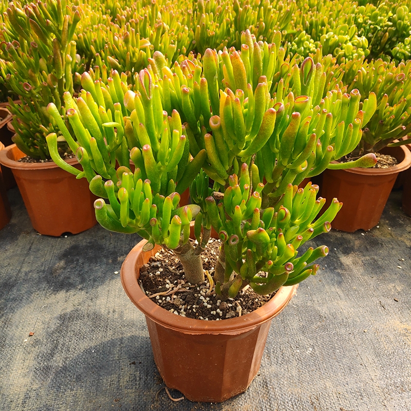 年花盆栽怎么搭配,明年还可以开花的年花盆栽