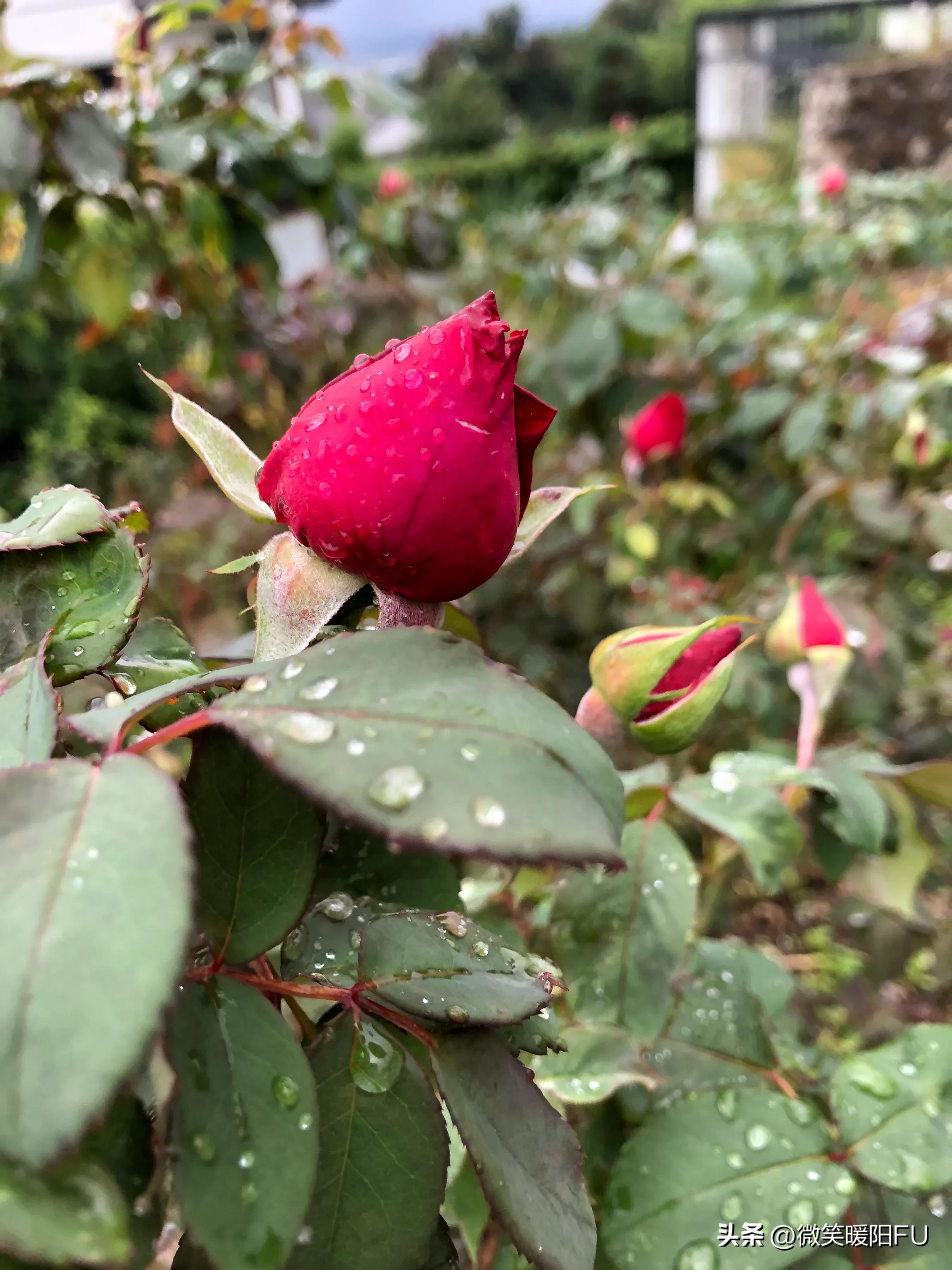 品尝墨红玫瑰,娇艳动人免费阅读