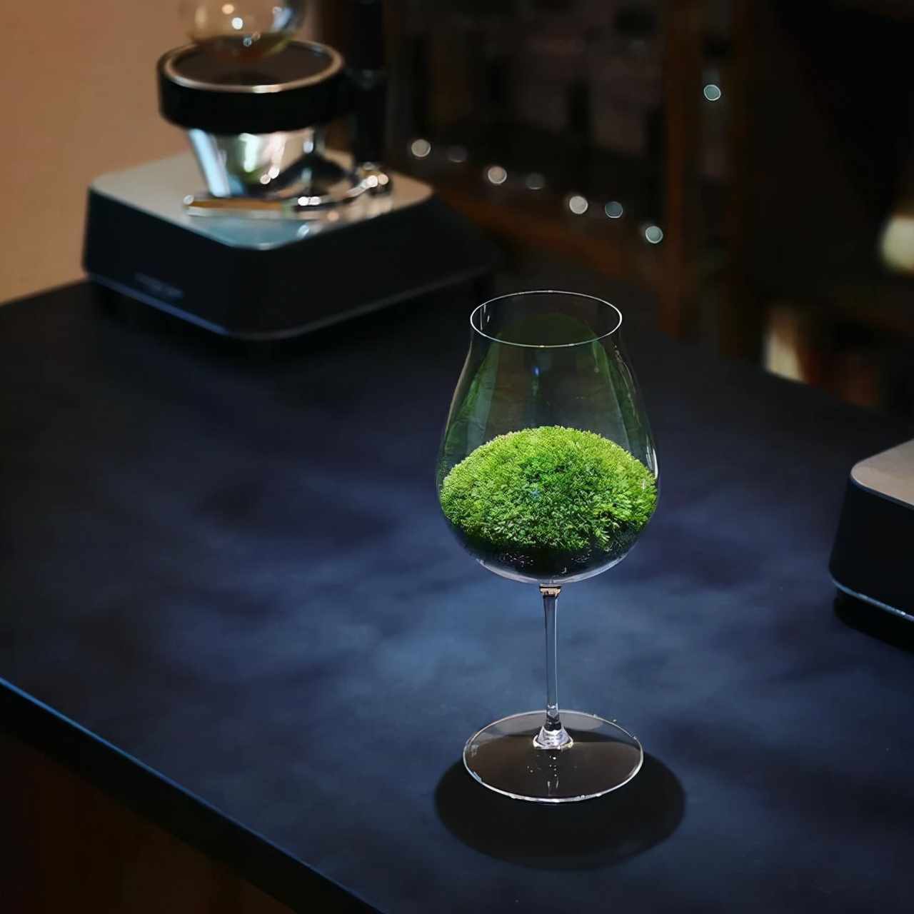 为什么苔藓养不活,苔藓为何养不活