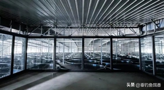 渔民捕捞2000公斤黄鱼卖957万,渔民获2.75公斤野生黄鱼