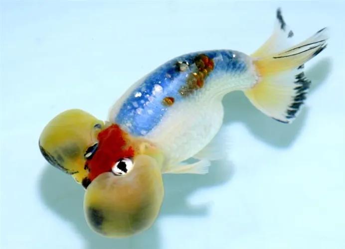 各种漂亮鱼的名称及图片,漂亮可爱的海水观赏鱼