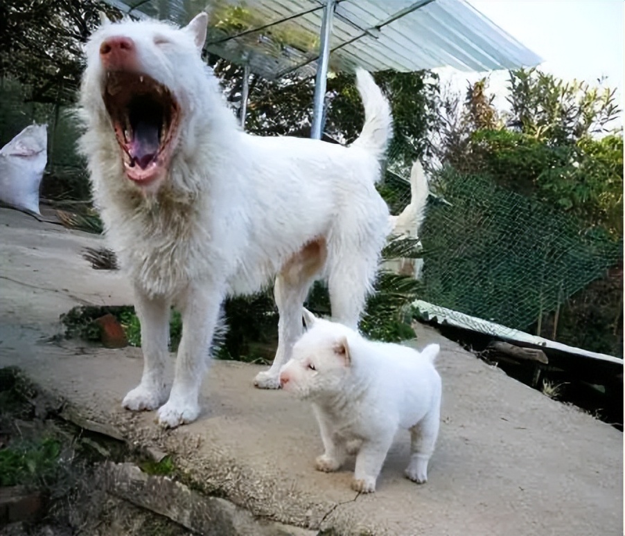 为什么越来越多人弃养狗,为什么有很多人养了狗感觉比人好