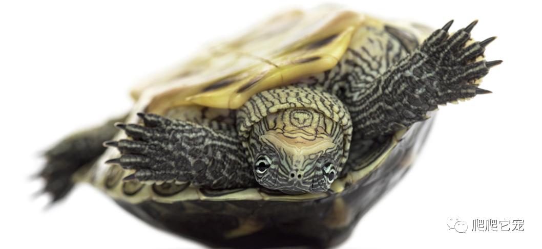 新手养龟从哪买,新手养龟哪种龟最好养