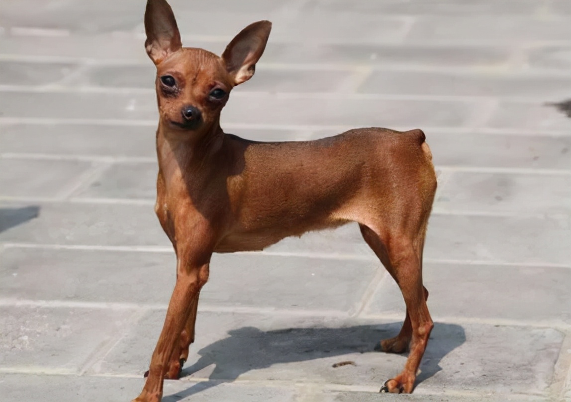 小鹿犬吃什么驱虫药,小鹿犬很调皮怎么办