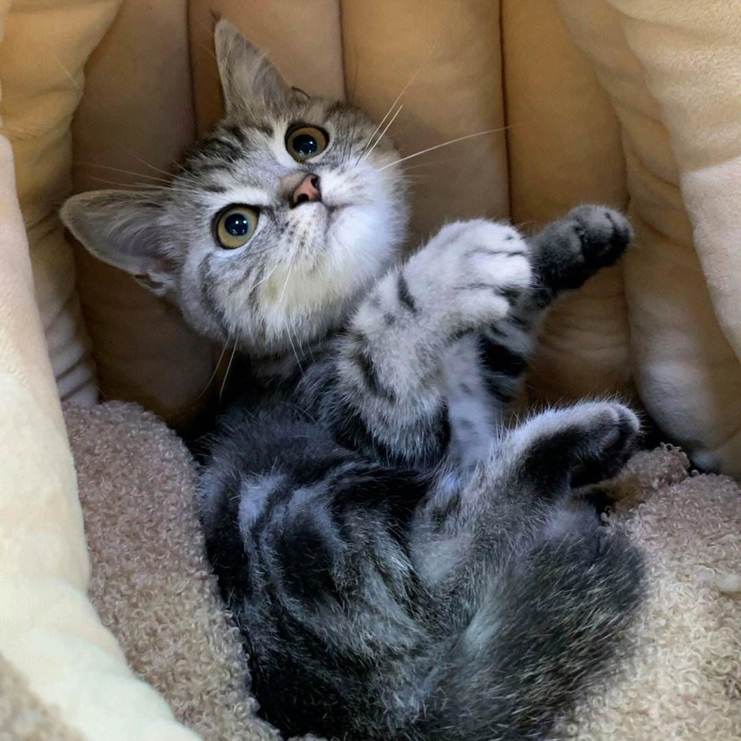 猫最好养哪种猫,养猫首选这5种猫不仅忠诚还好养