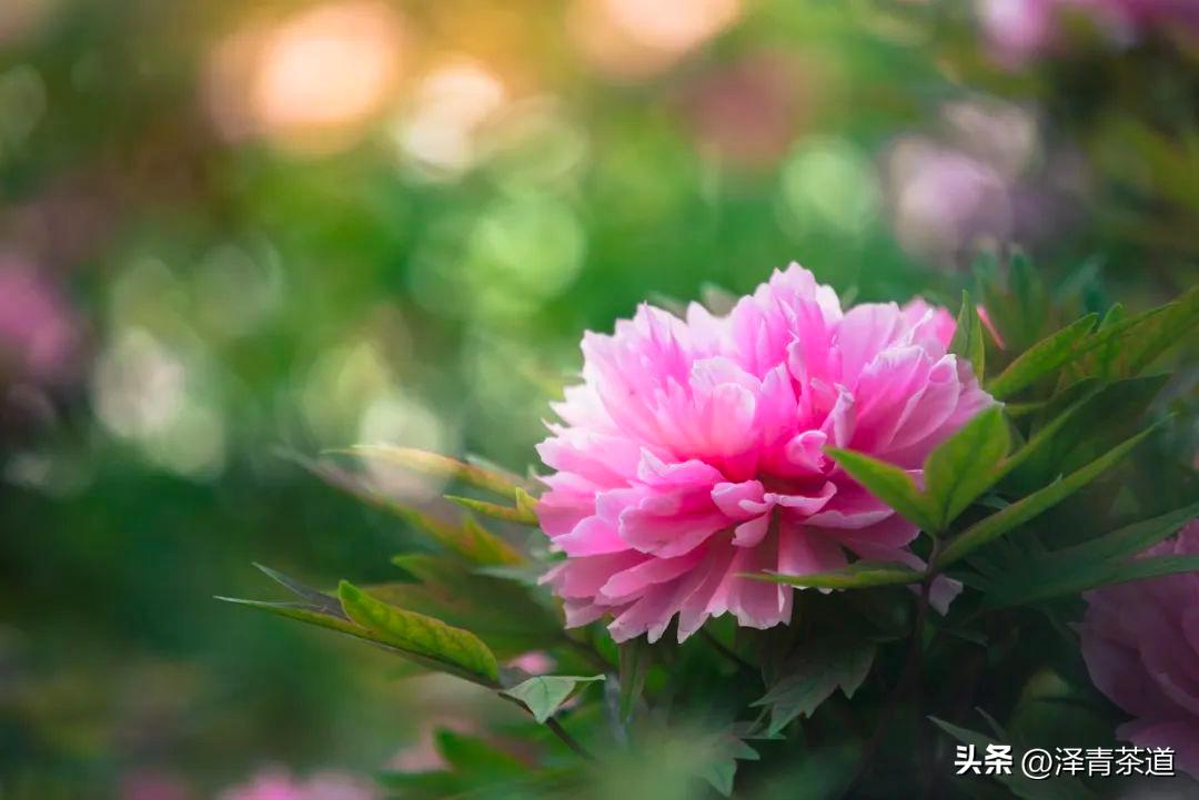 写春天的著名唐诗宋词加赏析,100首关于春天的唐诗宋词