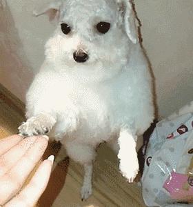 养比熊的都进来，不要再让“悲剧”发生了