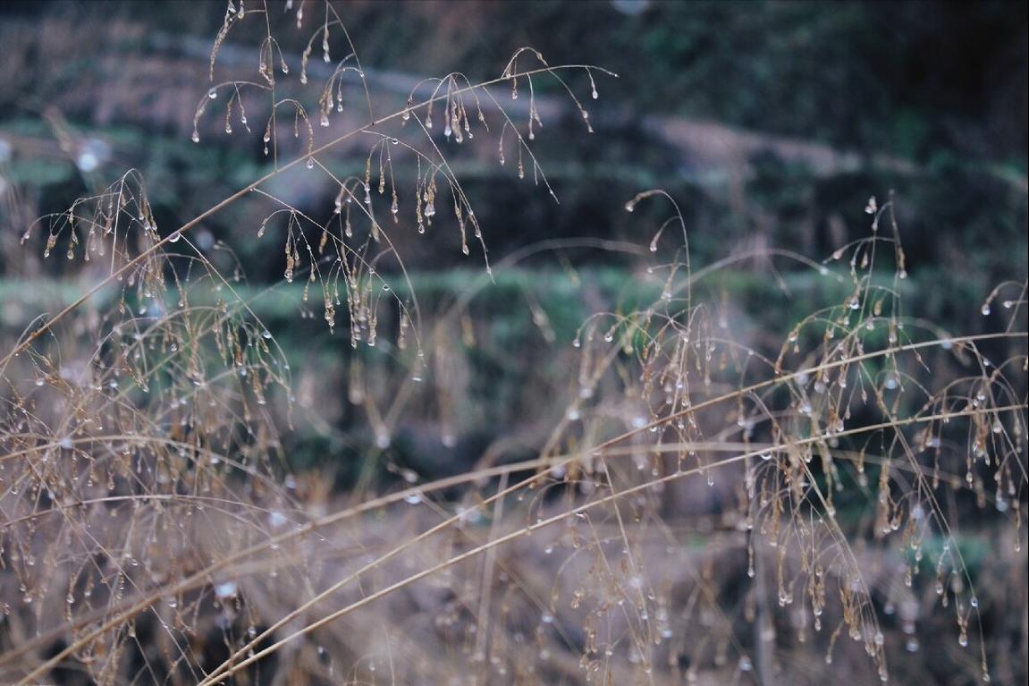 李商隐的夜雨寄北表达什么,唐诗三百首夜雨寄北李商隐