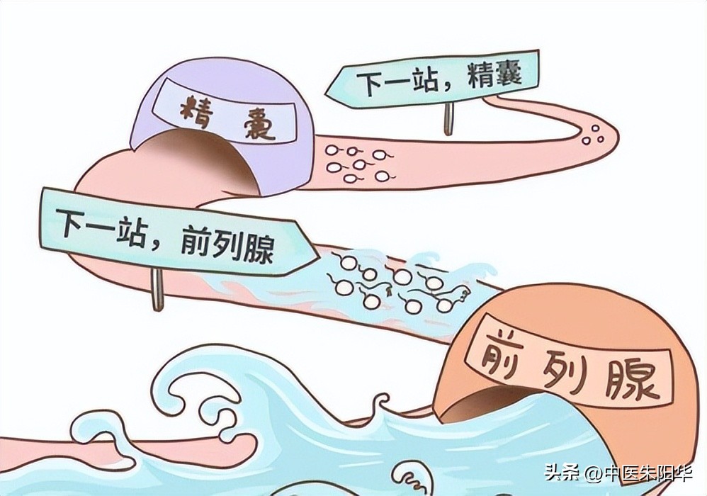 慢性前列腺炎阳痿早泄吃什么根治,中医治前列腺炎阳痿早泄