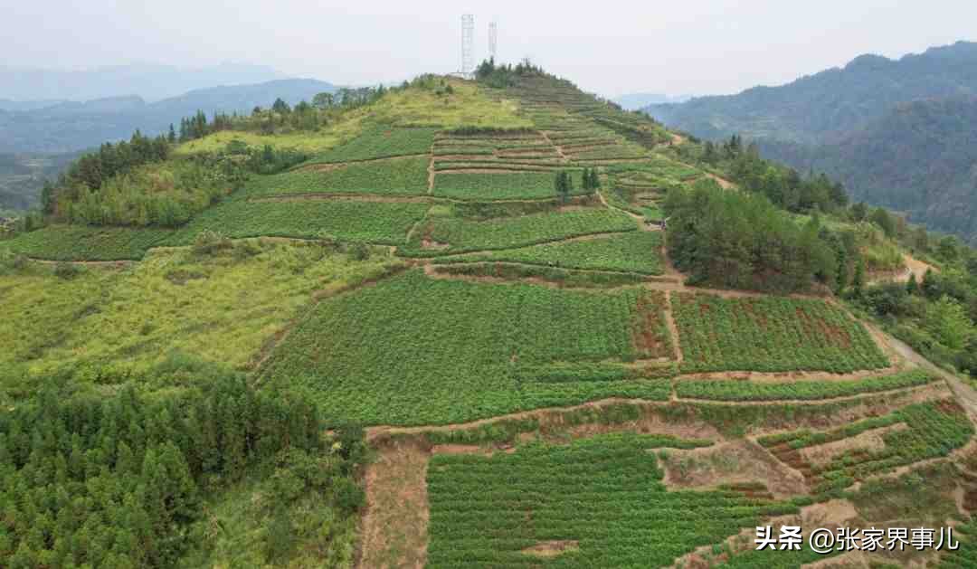 永定莓茶发展,张家界莓茶精选高山芽尖莓茶