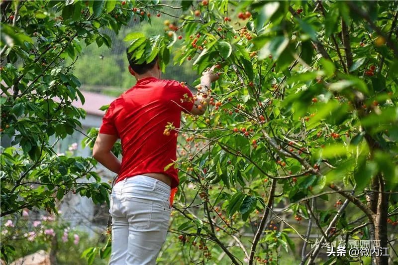 恩桃儿采摘园资中,恩桃儿采摘南充