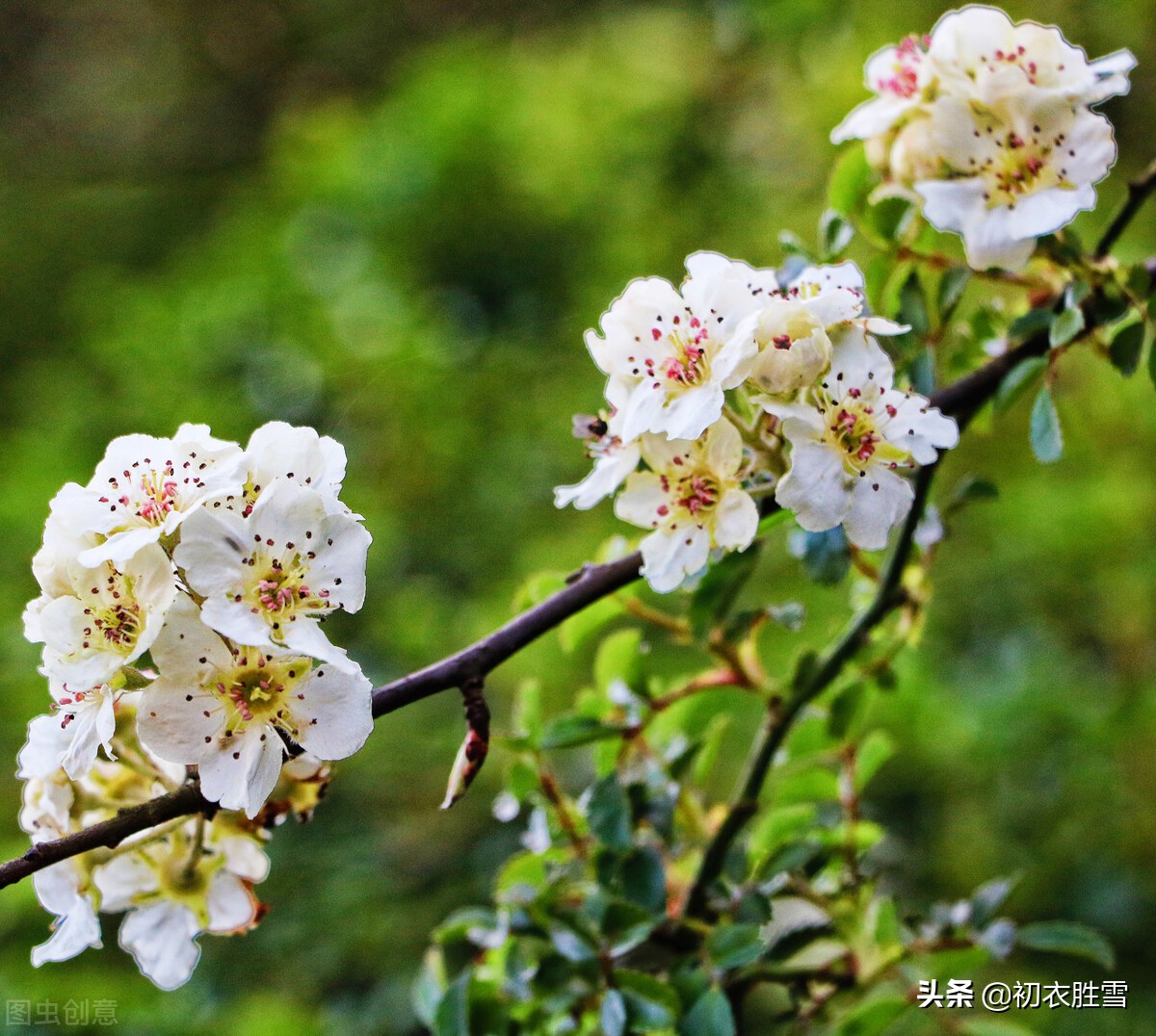 惊蛰桃花开的古诗词,关于惊蛰桃花的古诗