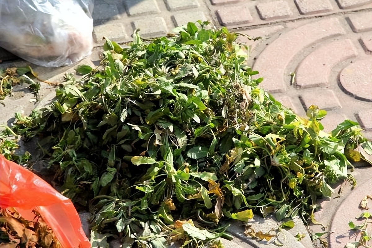 a血型b血型o血型哪个好,血型o型和a型结合会是什么血型