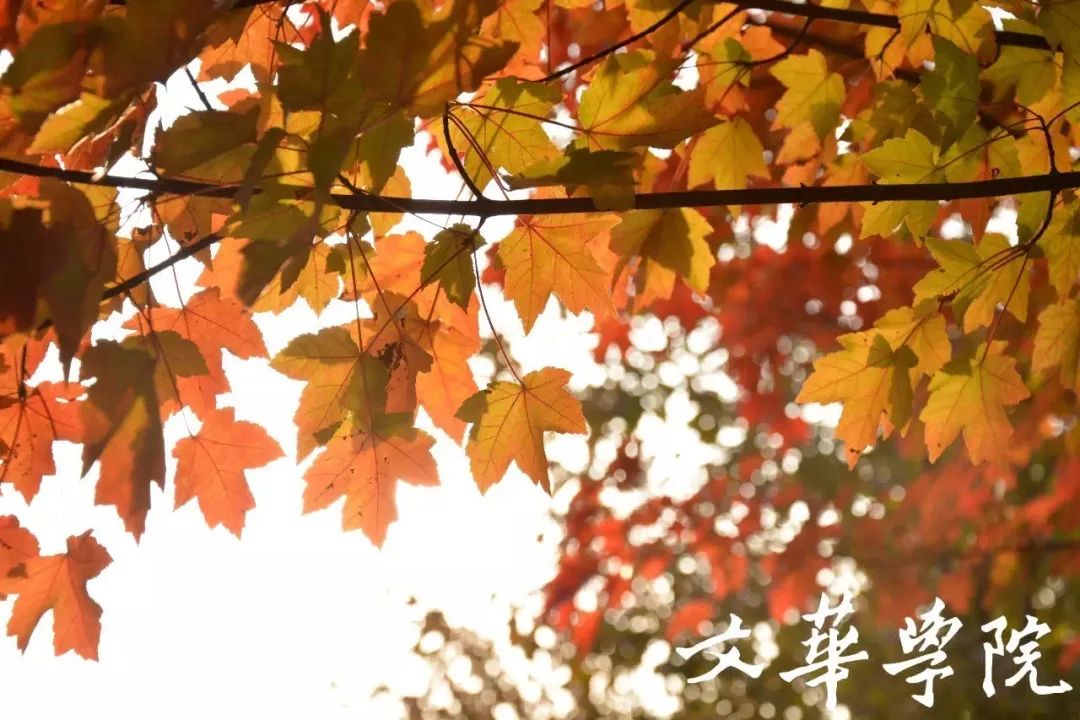 9大理由揭秘：在这个学校为何既能快乐学习，个性又能自由发展？