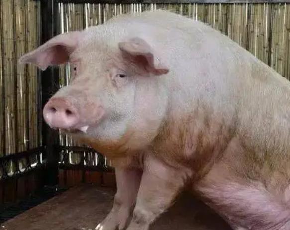 母猪流产后怎样处理,母猪流产了怎么办