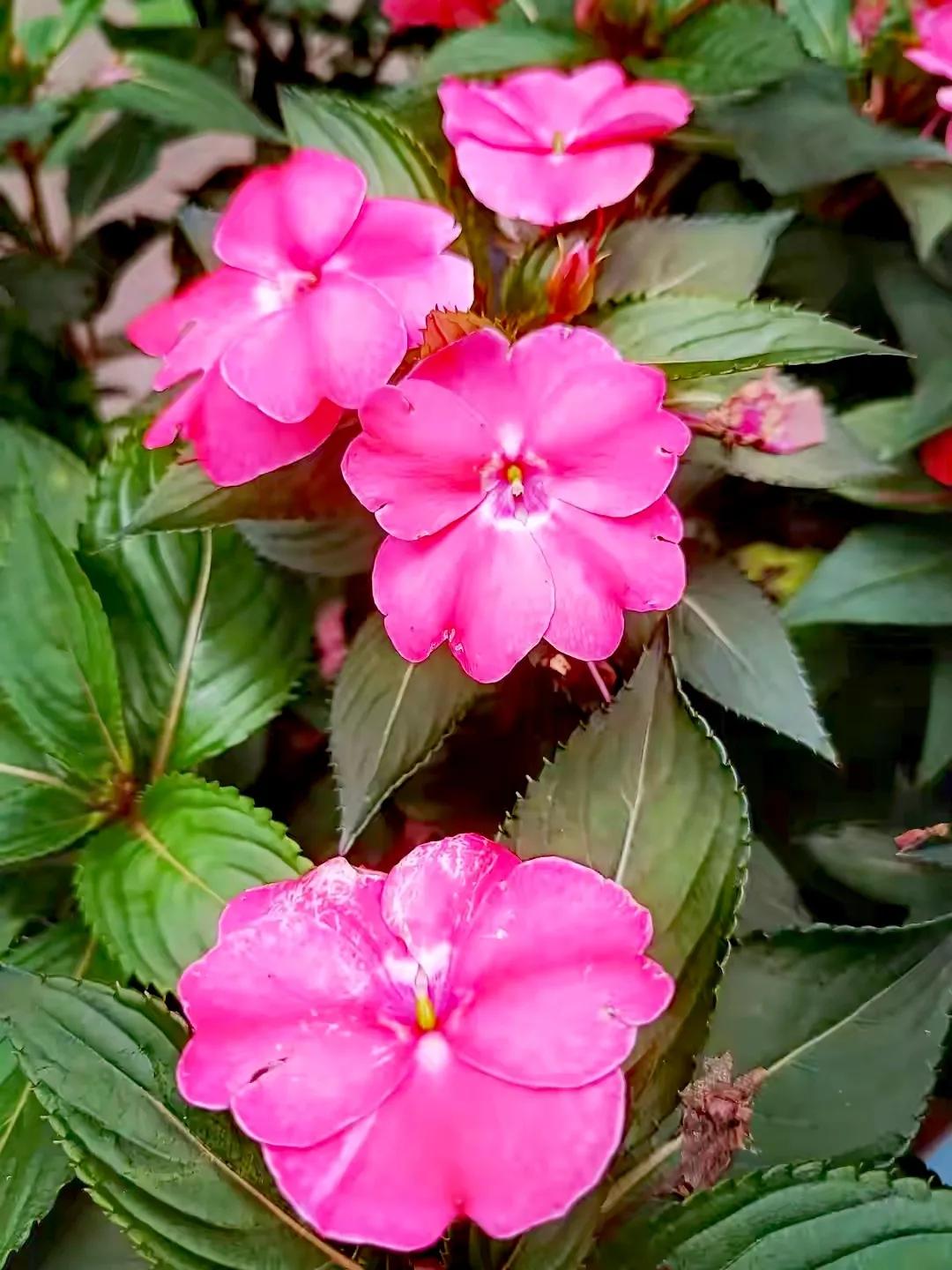美丽五颜六色的凤仙花,七月最美的花景视频素材