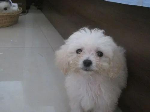 让比熊去流浪会死吗,比熊一不小心就流浪了