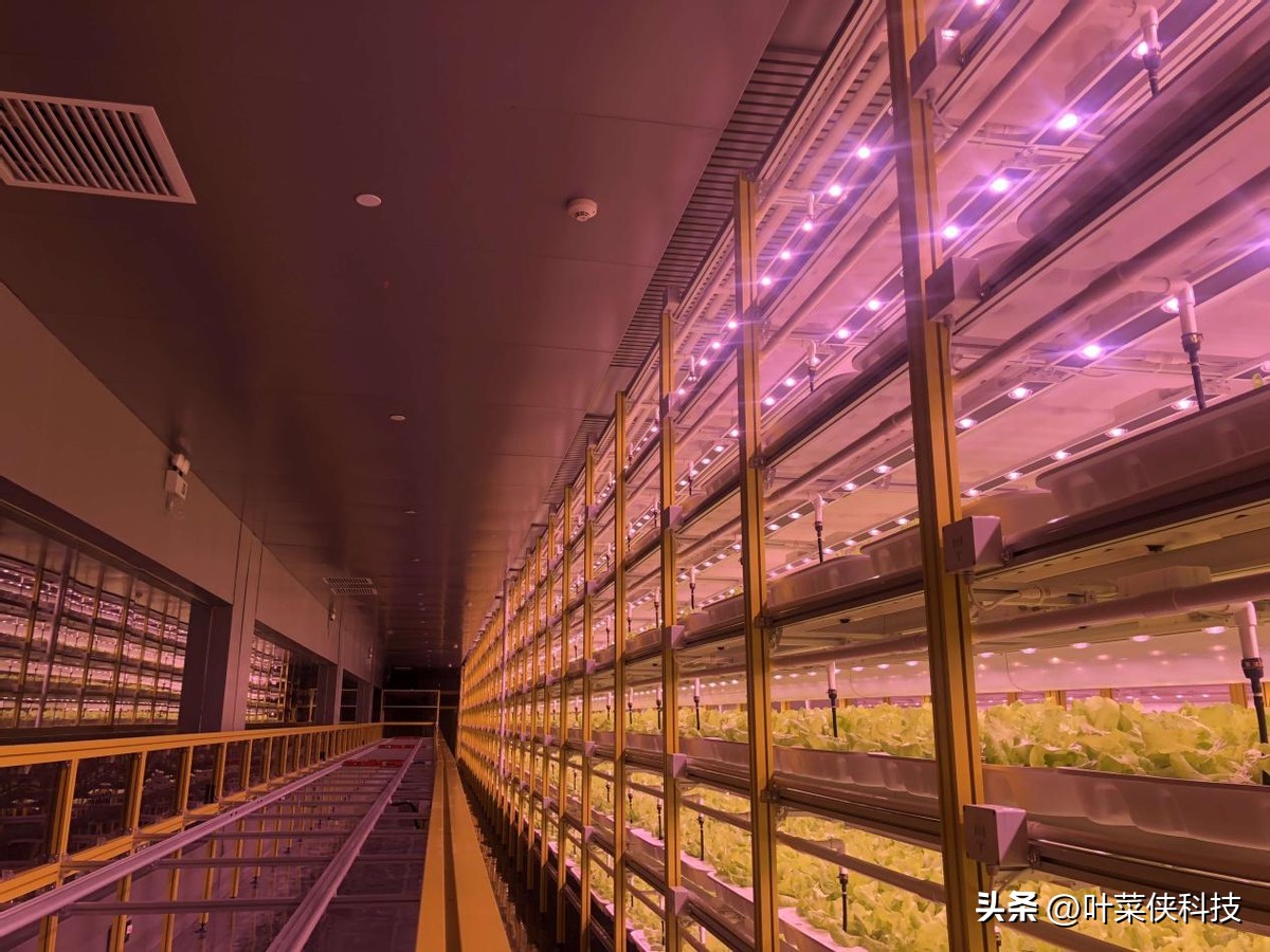叶菜侠,了解植物工厂的种植技术