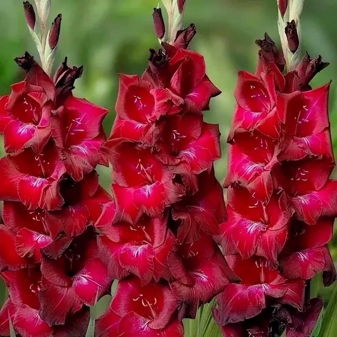 剑兰，锦绣山河，如花美剑｜花名册No.00179